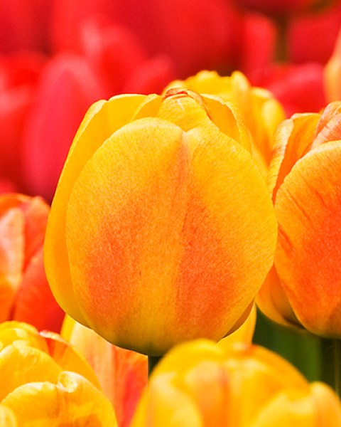 Beauty of Apeldoorn.jpg